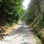 Olivenbäume spenden Schatten