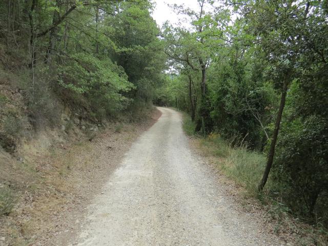 der Weg führt uns nun durch Wälder die Schatten spenden