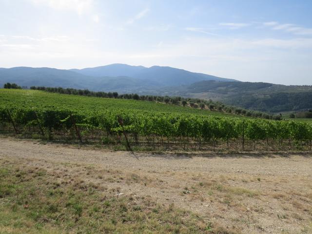 wir durchlaufen das Kerngebeit des Chianti. Hier wird der Nippozano geerntet