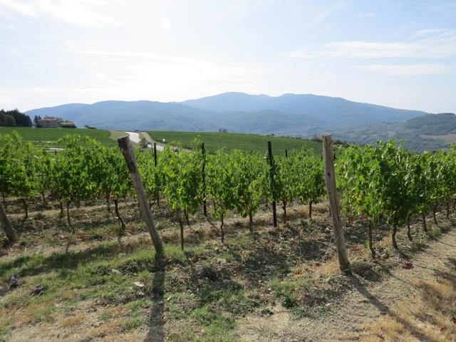 das Weinbaugebiet macht ca. ein Drittel der gesamten Toskana aus