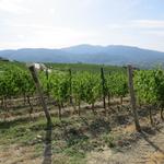 das Weinbaugebiet macht ca. ein Drittel der gesamten Toskana aus