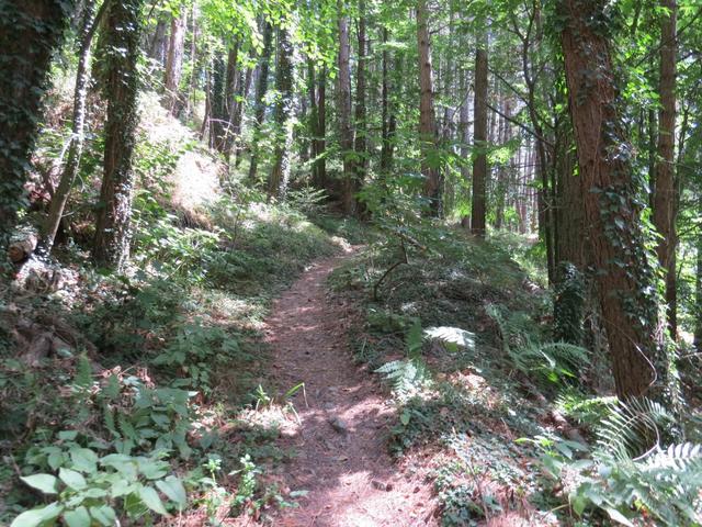 ...zweigt ein kleiner Pfad von der Waldstrasse rechts ab...