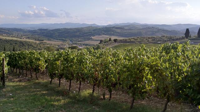 ...mitten in den Reben des Weingutes von Frescobaldi...