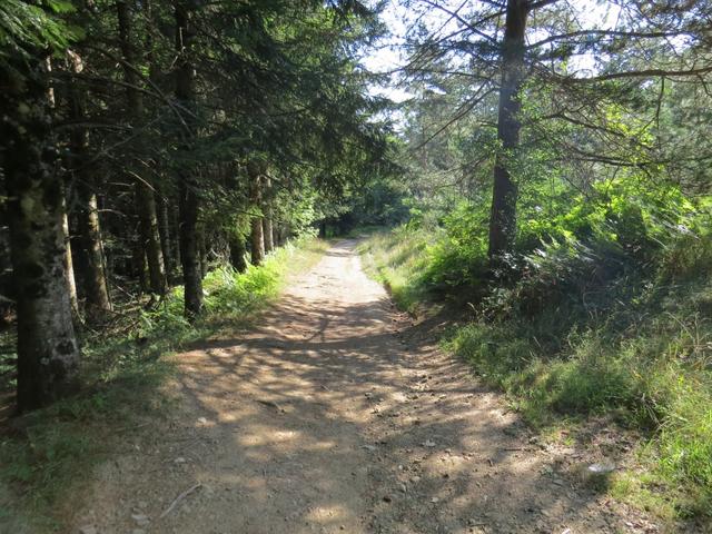 das hätten wir nicht gedacht, das wir so weit im Süden, durch einen Tannenwald laufen werden