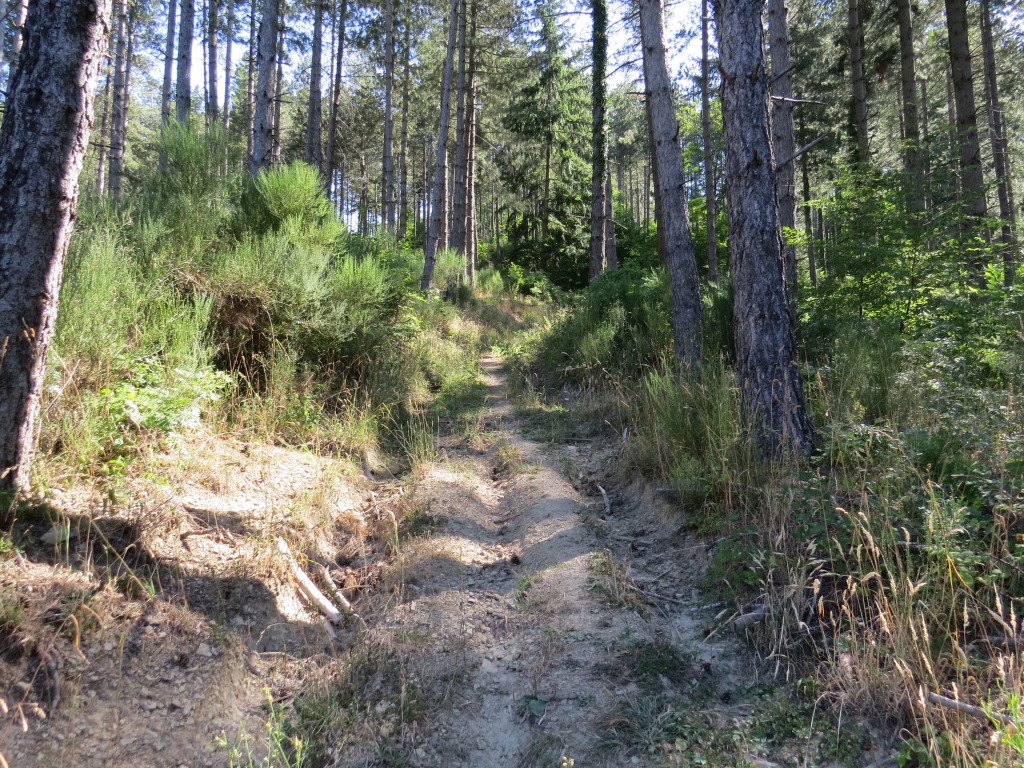 mit kleinen An- und Abstiegen wandern wir durch den sehr schönen und duftenden Wald