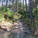 mit kleinen An- und Abstiegen wandern wir durch den sehr schönen und duftenden Wald