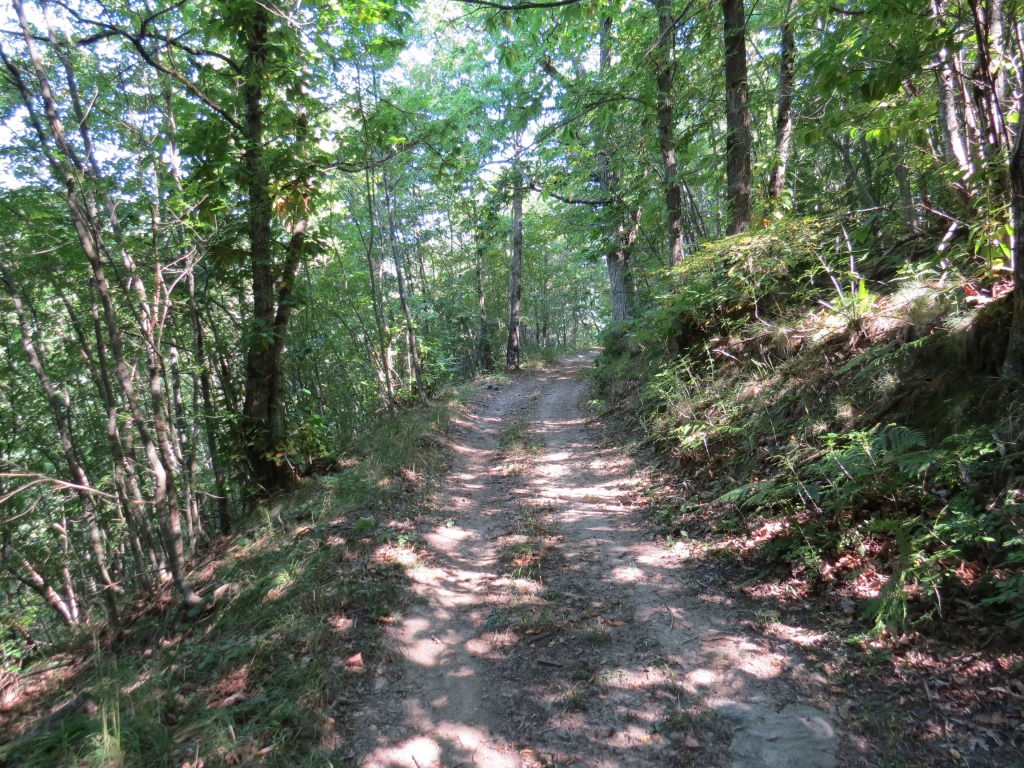 teilweise wandern wir über Forststrassen