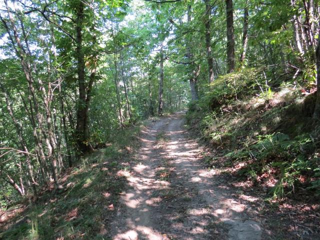 teilweise wandern wir über Forststrassen