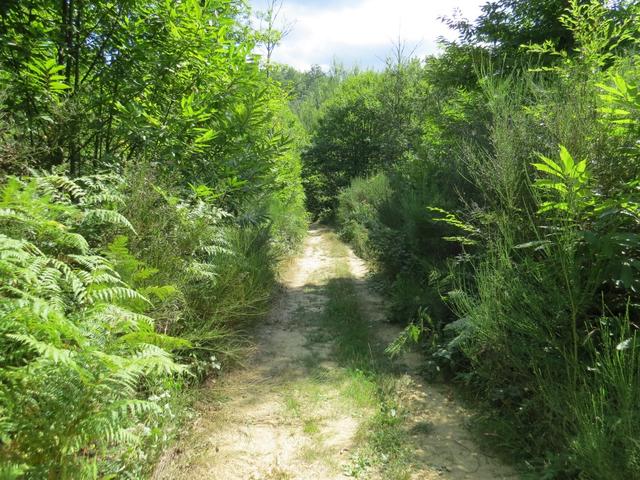 der Sandweg führt uns durch dichtes Unterholz