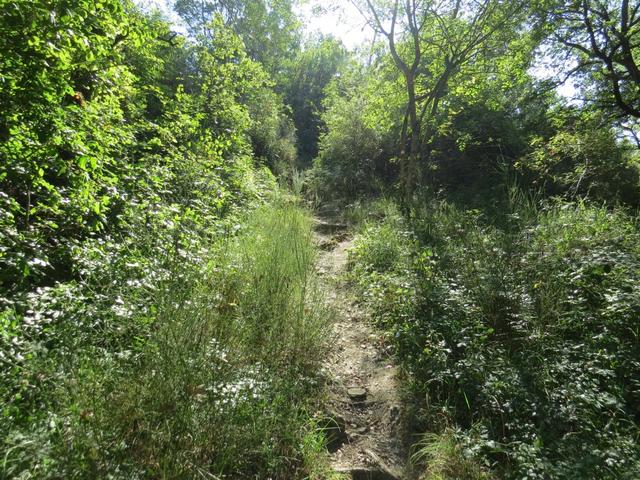 der Weg führt durch riesige Ginstergebüsche