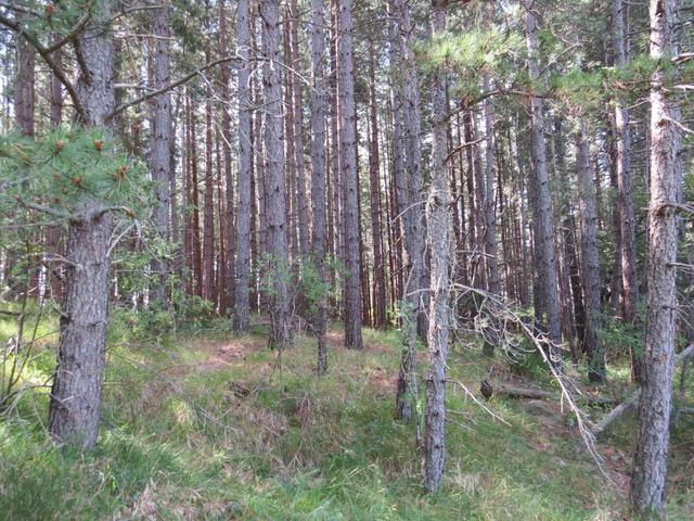vorbei an Schatten spendenden Kieferwälder, geht es weiter zum teil steil aufwärts