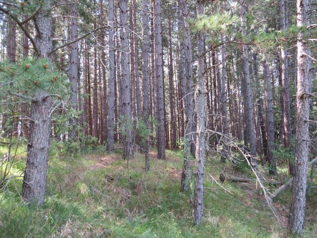 vorbei an Schatten spendenden Kieferwälder, geht es weiter zum teil steil aufwärts