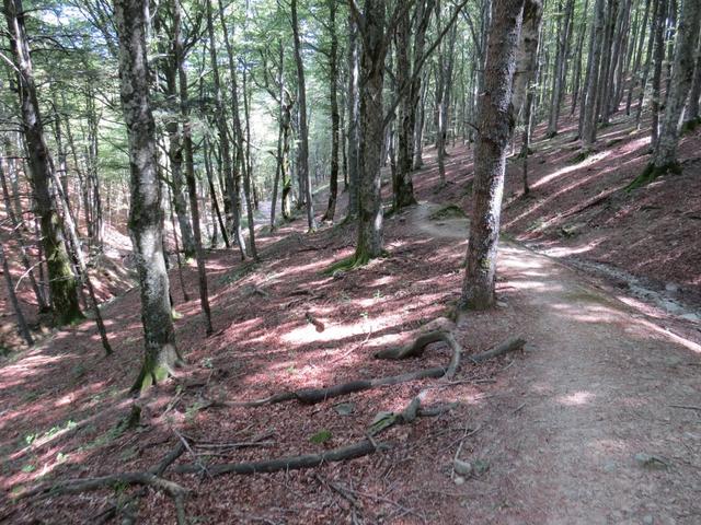 bei einer Abzweigung führt uns der Wanderweg nun steil durch einen Buchenwald abwärts