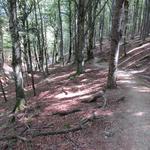 bei einer Abzweigung führt uns der Wanderweg nun steil durch einen Buchenwald abwärts