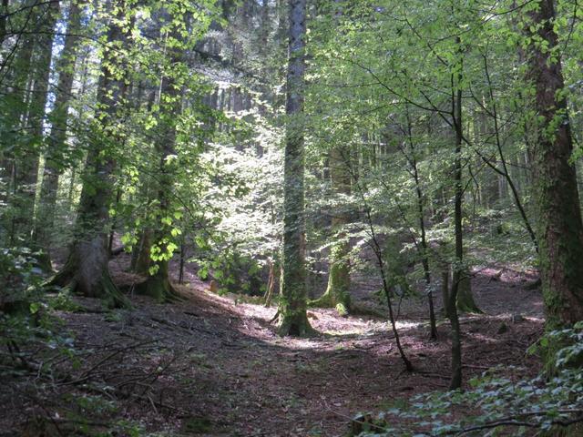 ein sehr schöner Waldweg führt uns schliesslich zur Eremo di Camaldoli