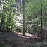 ein sehr schöner Waldweg führt uns schliesslich zur Eremo di Camaldoli