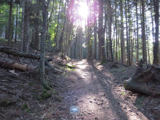 steil führt uns der Weg durch dichten Wald aufwärts. Die Mönche verpflichteten sich den Wald zu pflegen