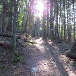 steil führt uns der Weg durch dichten Wald aufwärts. Die Mönche verpflichteten sich den Wald zu pflegen