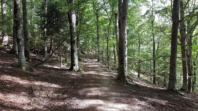 die Mönche pflanzten Bäume wie Weisstanne und Buche. Holz das sie für die langen Winter gut gebrauchen konnten