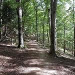 die Mönche pflanzten Bäume wie Weisstanne und Buche. Holz das sie für die langen Winter gut gebrauchen konnten