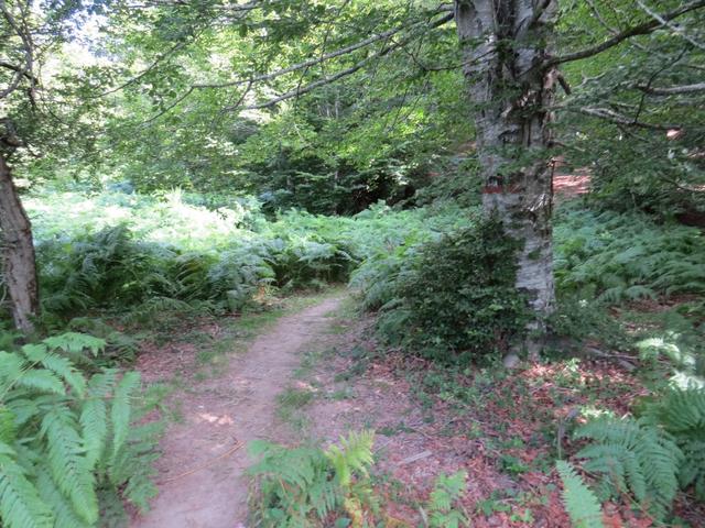 hier oben ist die Hitze gut ertragbar, zusätzlich wandert man durch dichten Wald