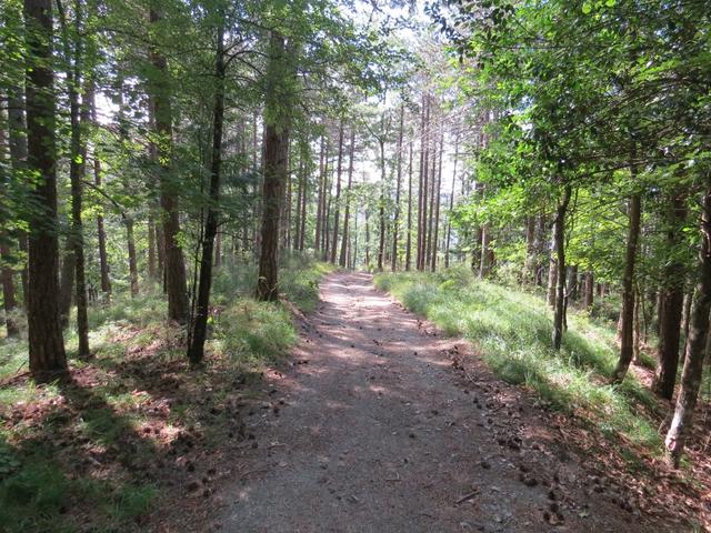 der Weg führt durch schönen Mischwald