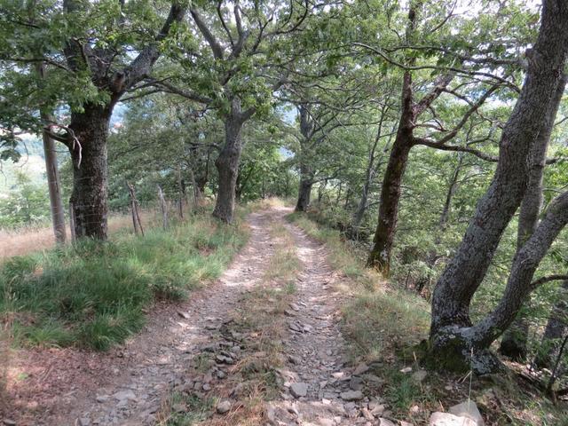 der schöne Wanderweg führt uns durch einen Steineichenwald weiter abwärts