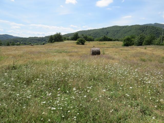 der Wald öffnet sich und wir stehen auf einer Wiese die man heute nur noch selten sieht