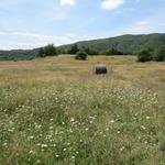 der Wald öffnet sich und wir stehen auf einer Wiese die man heute nur noch selten sieht