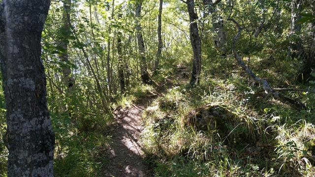 der schöne Wanderweg führt uns durch den dichten Wald...