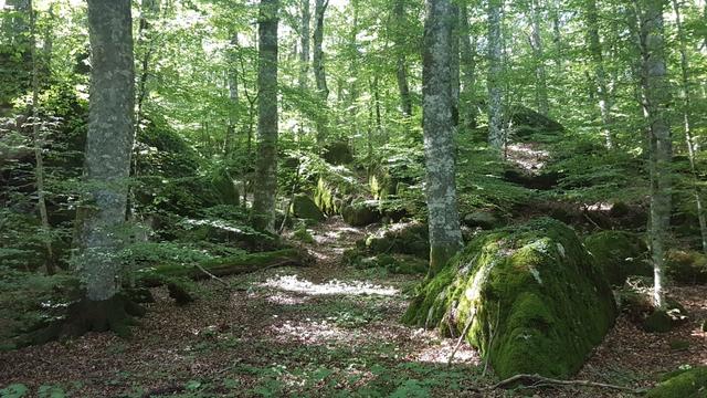 wir betreten nun eine einzigartige und beeindruckende Urlandschaft...