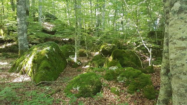 ...die durch ihre moosbewachsenen Felsen und hohe Bäume mystisch anmutet