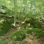 ...die durch ihre moosbewachsenen Felsen und hohe Bäume mystisch anmutet