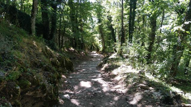 ...dann über einen schönen Waldweg...