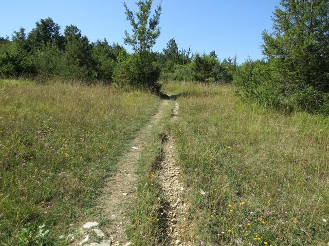 bei einer unglaublichen Hitze durchwandern wir wunderschöne Macchia