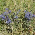 wir bestaunen unglaublich stachelige, für uns unbekannte Blumen