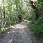 auch heute wandern wir durch dichten Wald, der uns ein bisschen von der glühenden Hitze verschont