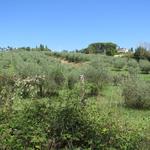 wir durchlaufen eine sehr schöne Gegend, abseits dem Strassenverkehr