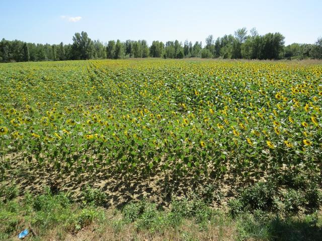 Sonnenblumenfelder dürfen auch hier nicht fehlen