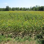 Sonnenblumenfelder dürfen auch hier nicht fehlen