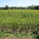 Sonnenblumenfelder dürfen auch hier nicht fehlen