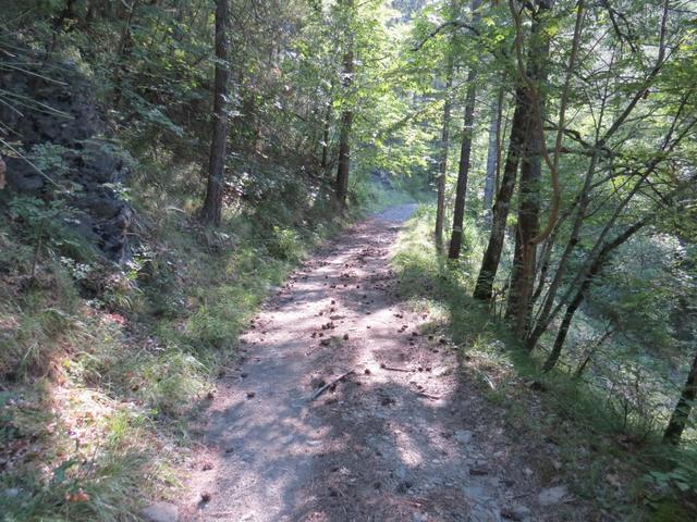 ...führt uns der Waldweg zuerst flach...