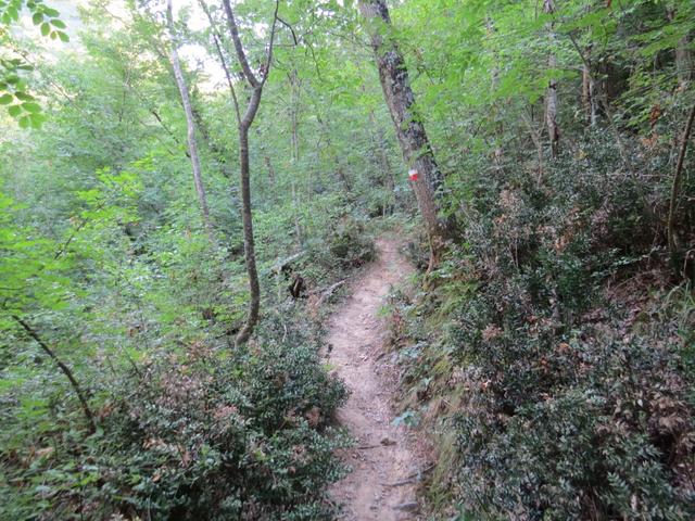 ...führt uns der Wald steil aufwärts, bei Regen sicher eine rutschige Angelegenheit