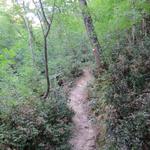 ...führt uns der Wald steil aufwärts, bei Regen sicher eine rutschige Angelegenheit