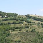 das Olivenöl von Umbrien ist bekannt, nun kommt auch sehr guter Wein in Umlauf