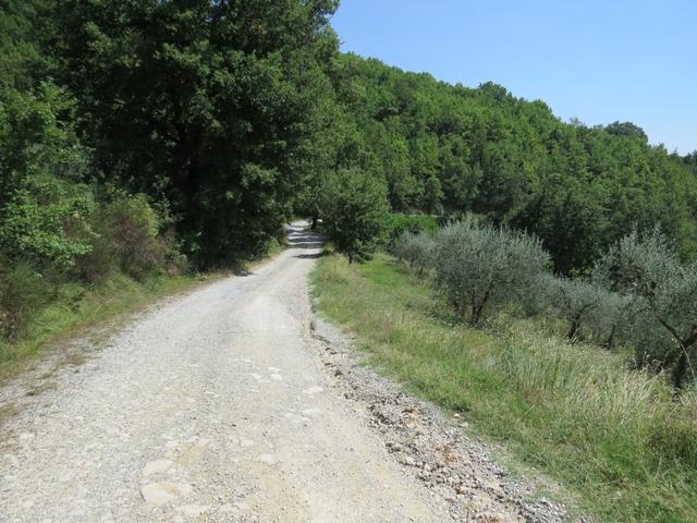 über eine Forststrasse durchqueren wir Olivenhaine mit traumhafter Aussicht
