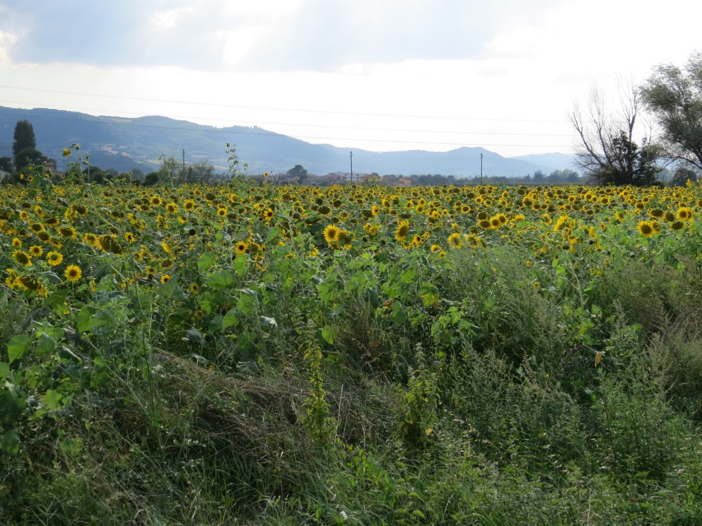 wir durchqueren Sonnenblumenfelder und erreichen Città di Castello