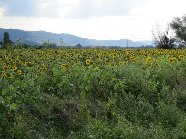 wir durchqueren Sonnenblumenfelder und erreichen Città di Castello