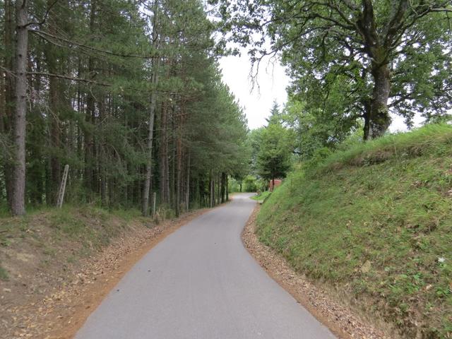 abwärts Richtung Talboden, durchqueren wir über eine Forststrasse einen Tannenwald