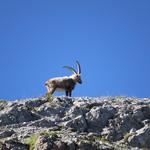 für den Steinbock eine einfache Angelegenheit